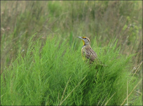 Eastern Meadowlark Bird (6)