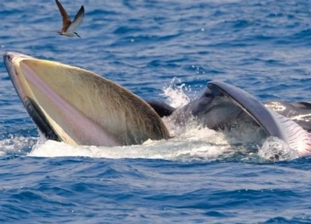 Thông tin thú vị về hai mẹ con cá voi xuất hiện ở biển Đề Gi