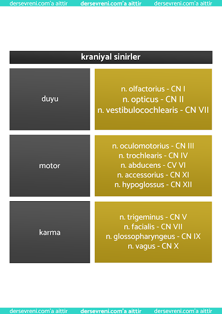 cranial nerves - kraniyal sinirler