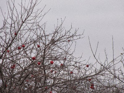 bird in apple tree