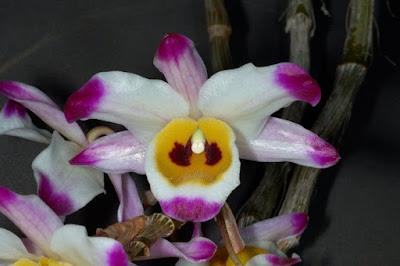 Dendrobium wardianum care and culture