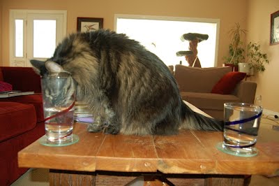 15 cats drinking from water glasses, funny cats, cat pictures, cute cat pictures