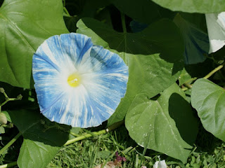 Ipomoea tricolor 'Flying Saucers'