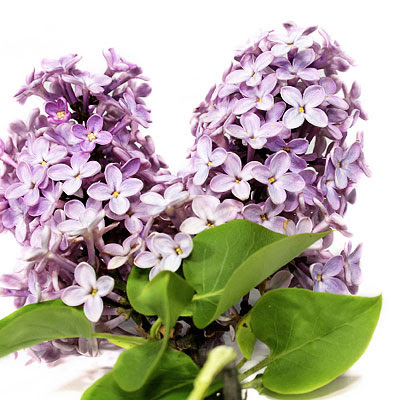 Lilac flowers bloom on shrubs between mid spring and early summer