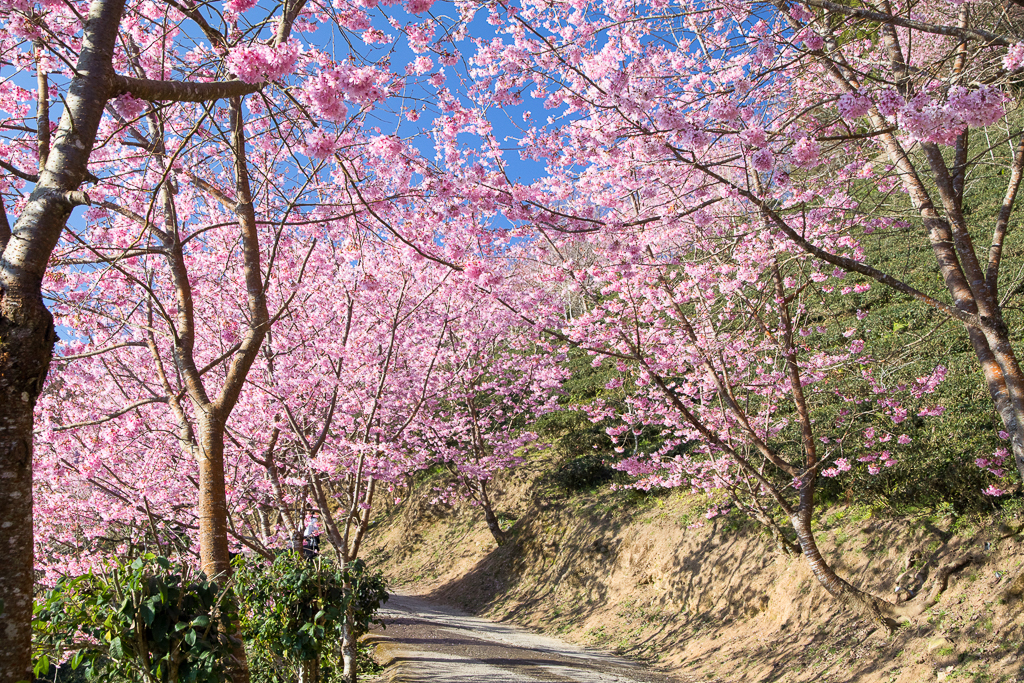 山上人家櫻花