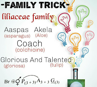 Liliaceae Family Trick Mnemonic