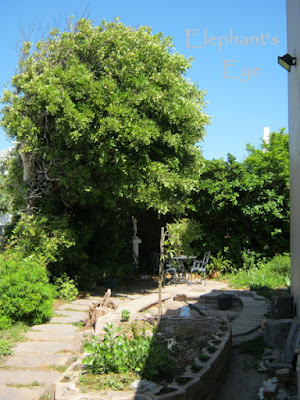 Future pond and carob tree Coprosma on the right