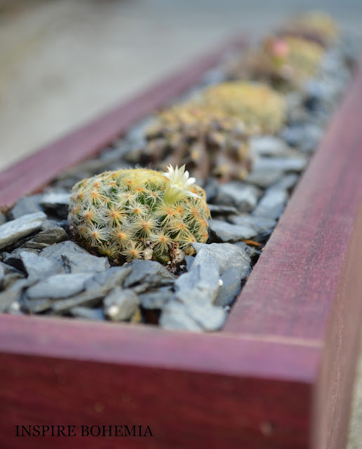 Mammillaria schiedeana - Handmade Wood Box Cactus planter - Designer Cactus and Succulent Planters Garden Design Inspire Bohemia - Miami and Ft. Lauderdale Succulent Business