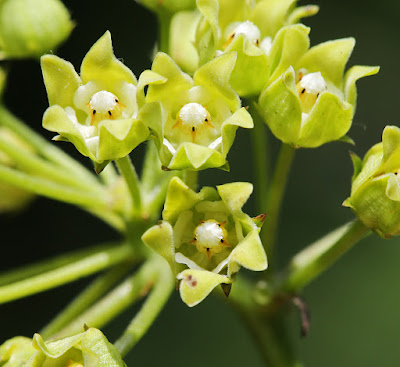 Цинанхум Вильфорда / Сейтера Вильфорда (Cynanchum wilfordii, =Seutera wilfordii)