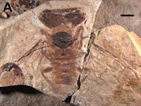 http://sciencythoughts.blogspot.co.uk/2015/11/xyelydid-sawflies-from-middle-jurassic.html