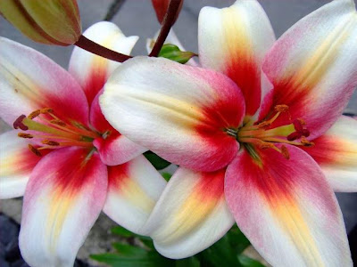 beautiful lily flowers