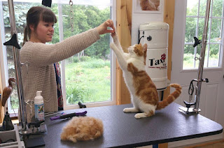 ecole formation toilettage grooming course school pet