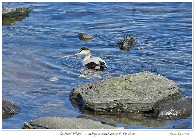 Sachuest Point: ... taking a break closer to the shore...