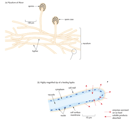 carbohydrates of diagram notes: gcse of Fungi Properties