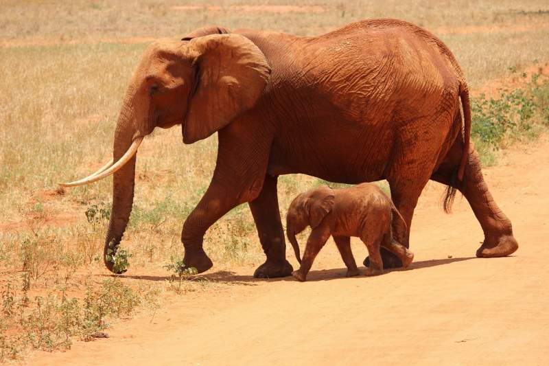 Imagen Fotos de Elefante