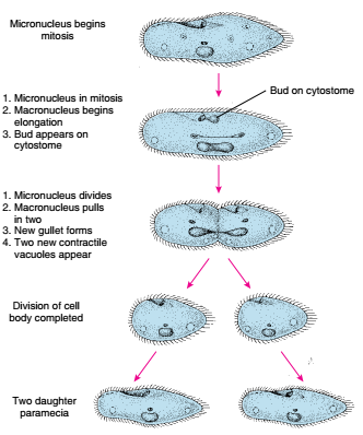 Morfologi, Organella, Nutrisi dan Reproduksi ProtozoaAnatomi dan Morfologi Protozoa, Organella untuk Pergerakan Protozoa, Cilia dan flagella, Perbedaan Cilia dan flagella yang merupakan alat gerak pada protozoa, Perbedaan Cilia dan flagella yang merupakan alat gerak pada protozoa, Mekanisme pergerakan kaki semu pada protozoa, Vakuola kontraktil berfungsi menjaga keseimbangan cairan pada Protozoa, Binary fission atau pembelahan biner pada  Paramecium ( Protozoa ), Organella untuk Pergerakan Protozoa, Pseudopodia atau kaki semu, Nutrisi dan Sistem Pencernaan Protozoa, Sistem ekskresi dan osmorgulasi pada Protozoa, Sistem Reproduksi Protozoa