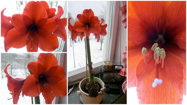 2015-02-13 amaryllis1