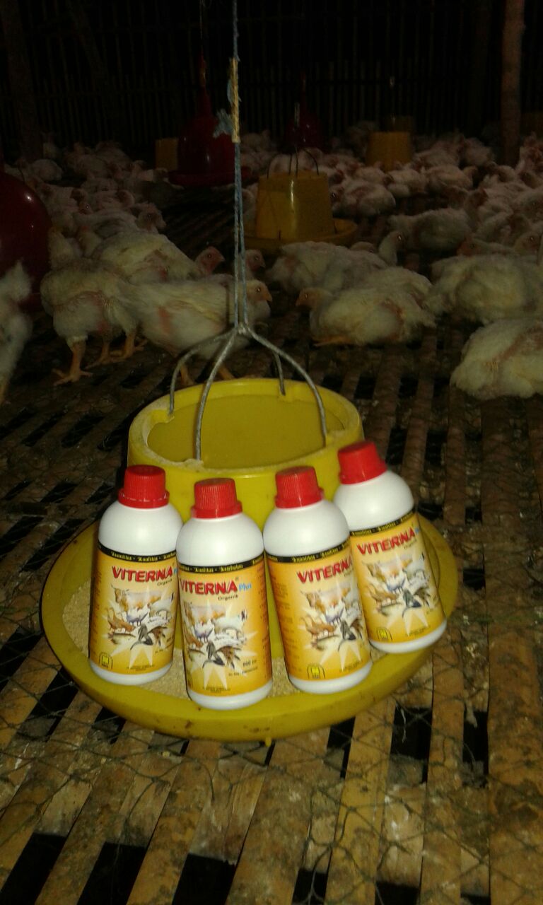 CARA MENGATASI LALAT PADA KANDANG AYAM