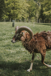 Brown ram with giant horns in a green field.