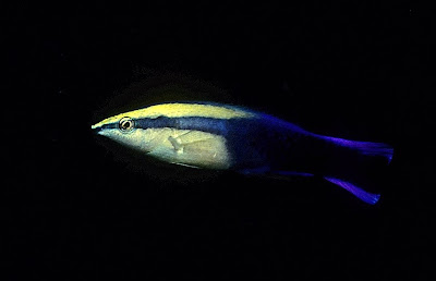 Hawaiian cleaner wrasse (Labroides phtorophagus