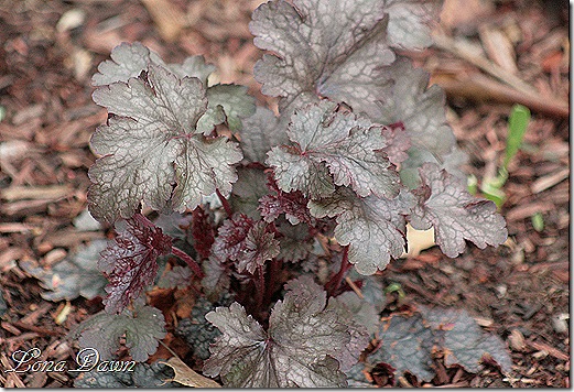 Heuchera_AmethystMist