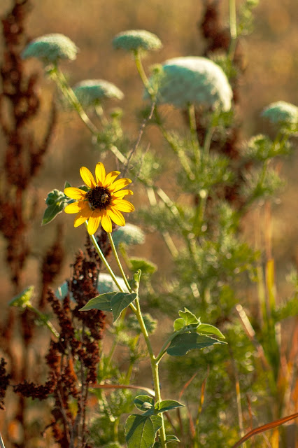 Davis, Summer, travel, flowers, farm, sunflowers, bees, yellow, California, art, photography, nature, outdoors