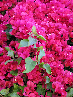 These hot-pink flowers are abundant in my neighborhood lately.