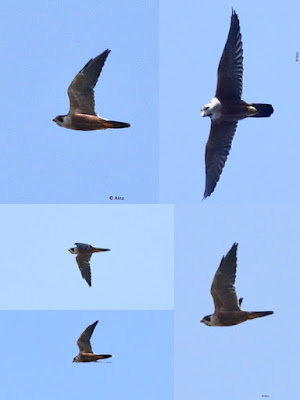 Peregrine Falcon (Shaheen)