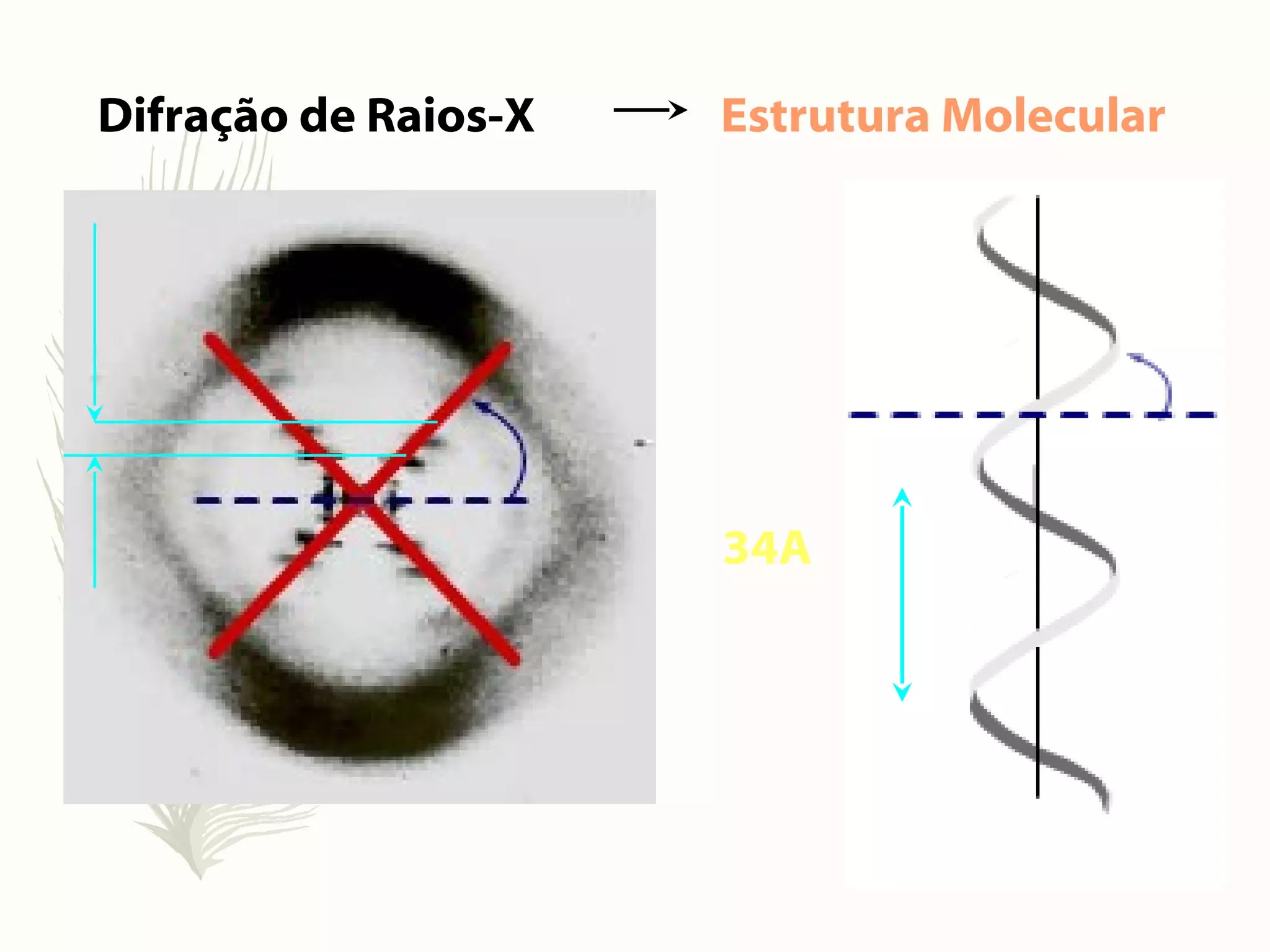 Introdução a genética