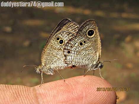 kupu-kupu Common Five Ring (Ypthima baldus) kawin di jari