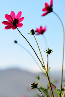 cosmos flowers