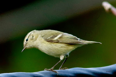 Hume's Warbler - Phylloscopus hume