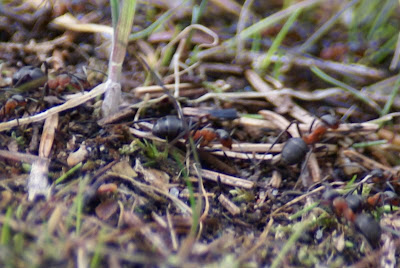 Kale Rode Bosmier - - Formica polyctena