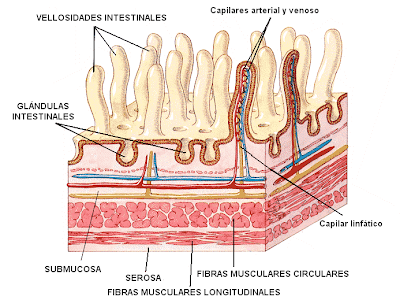 estructuras del intestino delgado