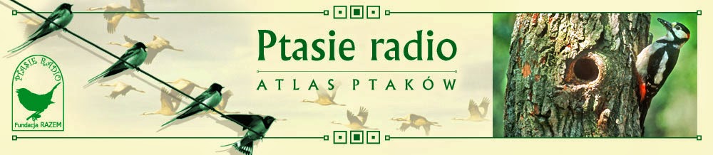 http://fundacjarazem.org.pl/ptasieradio/atlas.html