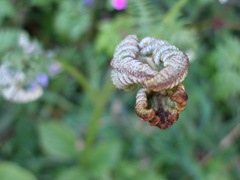 Bracken frond bud (Pteridium aquilinum)