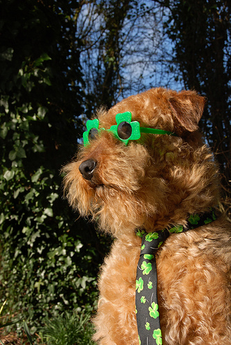 Photos: St. Patrick's Day Dogs