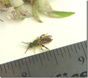 bee and ruler