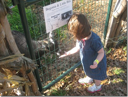 Feeding the goats at the pumpkin patch