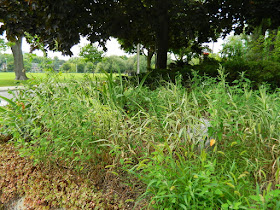 By Paul Jung Gardening Services--a Toronto Organic Garden Company Riverdale Frontyard Garden Cleanup Before