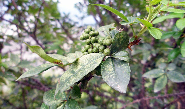 Timur (Zanthoxylum armatum)