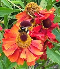 norma's bee2