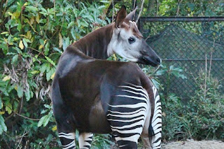 Okapi