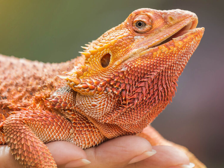 A Pet Bearded dragons