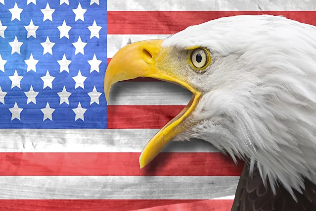 The bald eagle is officially America's national bird