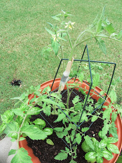 Gardening with Bobbins of Basil | bobbinsofbasil.blogspot.com