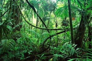 Rainforest animals