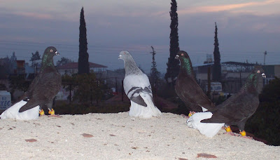 Black Fantails