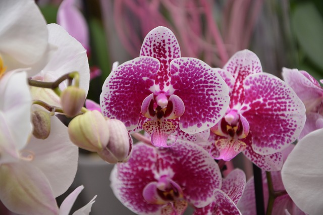 Os Segredos Revelados Sobre Como Cuidar de Orquídeas Corretamente