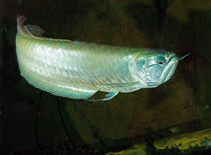 cara-membedakan-ikan-arwana.jpg